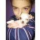 MINI CHIHUAHUA WEIBCHEN CIRCUSWELPE, Chihuahua kurzhaariger Schlag Welpen - Hündin