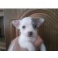 MINI CHIHUAHUA WEIBCHEN, Chihuahua kurzhaariger Schlag Welpen - Hündin