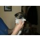 MINI CHIHUAHUA WEIBCHEN, Chihuahua langhaariger Schlag Welpen - Hündin
