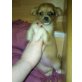 MINI CHIHUAHUA WEIBCHEN, Chihuahua langhaariger Schlag Welpen - Hündin