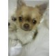 MINI CHIHUAHUA WEIBCHEN, Chihuahua langhaariger Schlag Welpen - Hündin
