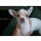 MINI CHIHUAHUA WEIBCHEN FLEDERMAUSOHREN, Chihuahua kurzhaariger Schlag Welpen - Hündin