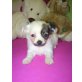 MINI CHIHUAHUA WEIBCHEN LH SUPER SÜSS  , Chihuahua langhaariger Schlag Welpen - Hündin