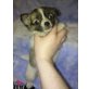 MINI CHIHUAHUA WILDEN FARBEN, Chihuahua langhaariger Schlag Welpen - Rüde