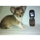 MINI LAUSBUB , Chihuahua langhaariger Schlag Welpen - Rüde