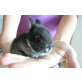 MINI LOP ZUCHTBOCK - männlich