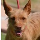MINI - Linares - NOTFALL!!!, Minipodenco - kastriert - Hündin
