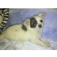 MINI MINI CHIHUAHUA LH VOLL SÜSS, Chihuahua langhaariger Schlag Welpen - Rüde