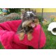 MINI MINI MINI Yorkshire Terrier - Hündin