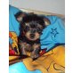 MINI MINI RÜDE SUCHT LIEBEVOLLE FAMILIE!!, Yorkshire Terrier Welpen - Rüde
