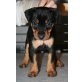 MINI-PINSCHER Welpen - Rüde