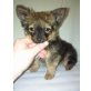 MINI WOLFI WUSCHEL, Chihuahua langhaariger Schlag Welpen - Rüde