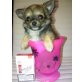 MINI WUSCHEL, Chihuahua langhaariger Schlag Welpen - Rüde