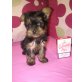 MINI YORKI MÄDI, Yorkshire Terrier Welpen - Hündin