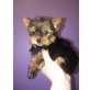 MINI YORKI RÜDE, Yorkshire Terrier Welpen - Rüde