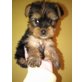 MINI YORKI RÜDE, Yorkshire Terrier Welpen - Rüde