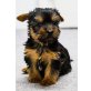 MINI YORKSHIRE TERRIER  Welpen - Hündin