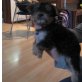 ?MINI?Yorki Hündin 8 Wochen, Yorkshire Terrier - Hündin