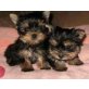 MINI Yorkshire Terrier Welpen Abzugeben, Yorkshire Terrier - Rüde