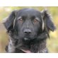 MINIKA, Pflegestelle Niederösterreich, hübsche, problemlose Spaniel/Spitzmix - Hündin