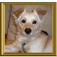 MINK Yolo, Pflegestelle Wien, lieber, anhänglicher Spitz-Spanielmix - Rüde