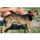 MINKO 2, Pflegestelle Tirol, Vermisste Liebe gesucht - Rüde