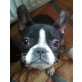 MINNIE, Französische Bulldogge,Pflegestelle NÖ Welpen - Hündin