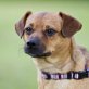 MINNIE SUCHT SOOOO DRINGEND, Chihuahua Terrier - Hündin