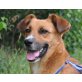 MINNOU, Pflegestelle Niederösterreich, kleine, verschmuste PINSCHER-Mix - Hündin