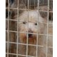 MINOU 2, Pflegestelle Niederösterreich, hübsche kleine Hundedame - Malteser-Mix - Hündin