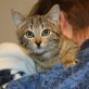 MINU, Katzenbaby - Katze