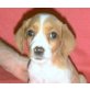 MINY, Beaglemischling,Pflegestelle OÖ - Hündin
