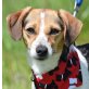MIRA - kastriert, Jack-Russell-Terrier-Mischling - Hündin