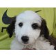 MIRAM, Spaniel/Maltesermix,Pflegestelle Wien Welpen - Hündin