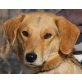 MIRAN - Pflegestelle Niederösterreich, anhänglicher Beagle-Pinscher-Mix - Rüde