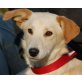 MIRANDA - Pflegestelle Wien, Pinscher - Spitz - Dackel - Mix - Hündin