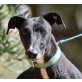 MIRANDA - Ubeda, Galgo Espanol, kastriert - Hündin
