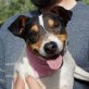 MIREN - kastriert, Bodeguero Andaluz (span. Jack Russel) - Hündin