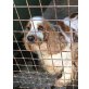 MIRI, Cockerspaniel - Hündin