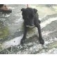 MIRI, Labrador-Mix - Hündin