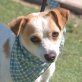 MISCHA - Linares, Jack-Russell-Terrier - kastriert - Rüde