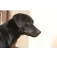 MISCHA, ist hübsch,intelligent und lernbegierig - Rüde