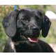 MISCHI, Pflegestelle Salzburg, hübsche, liebenswerte SPANIEL-Mix - Hündin