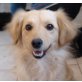 MISCHKA 4, Pflegestelle Wien, liebenswerte Bussigeberin! Retriever/Spitzmix - Hündin