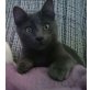 MISS, Karthäuser-Mix - Kater