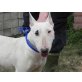 MISS PIGGY - Pflegestelle Österreich, Bullterrier - Hündin