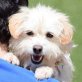MISSI - Linares, Terriermix - kastriert - Hündin