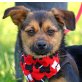 MISSY - Linares - unkastriert, Yorkshire-/Chihuahua-Mischling Welpen - Hündin