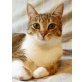 MISSY, Tierschutz - Katze