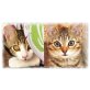 MIT  VIDEO: Herzige Schwerstern! Gechipt/Geim - Katze